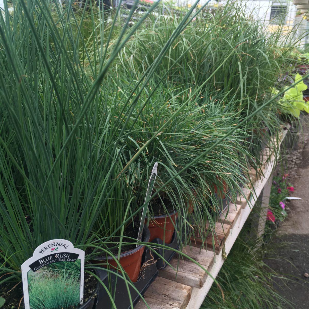 Ornamental Grasses - 4″ Annuals (Sun) - Cochrane Garden Center