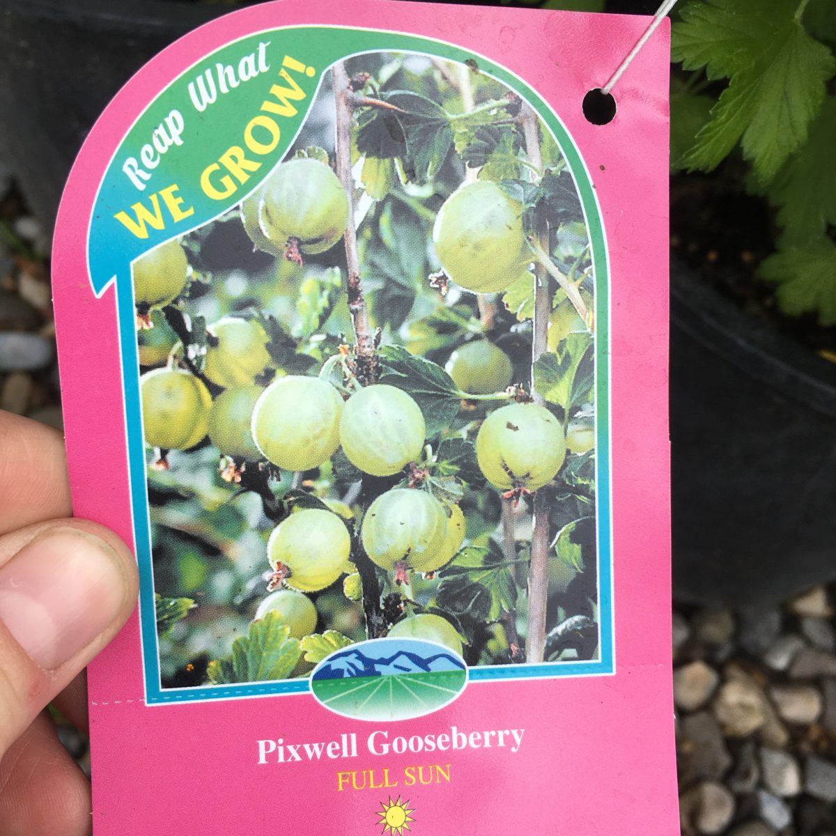 Pixwell Gooseberry – Trees & Shrubs - Cochrane Garden Center