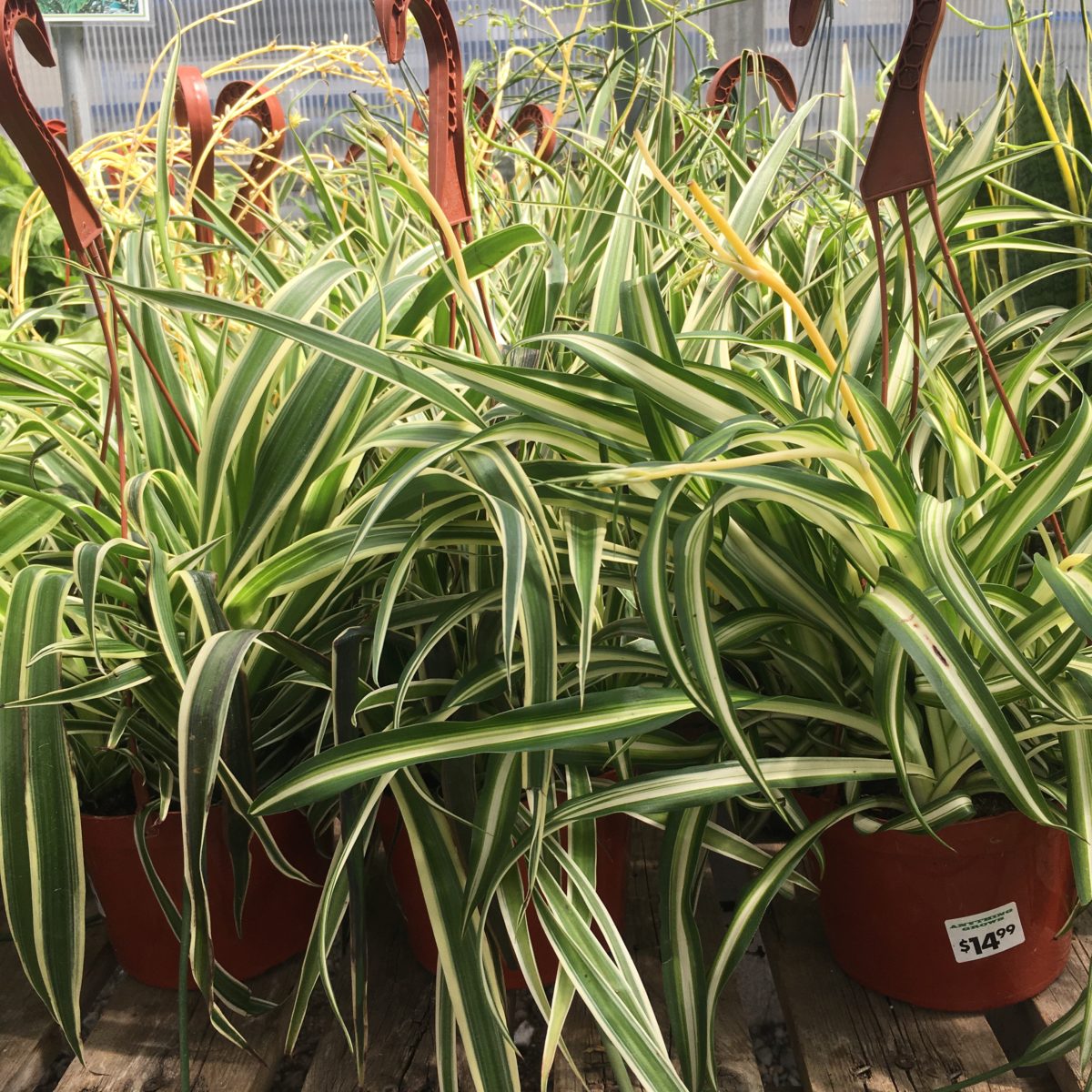Spider Plants Chlorophytum Comosum Tropicals Houseplants Cochrane Garden Center