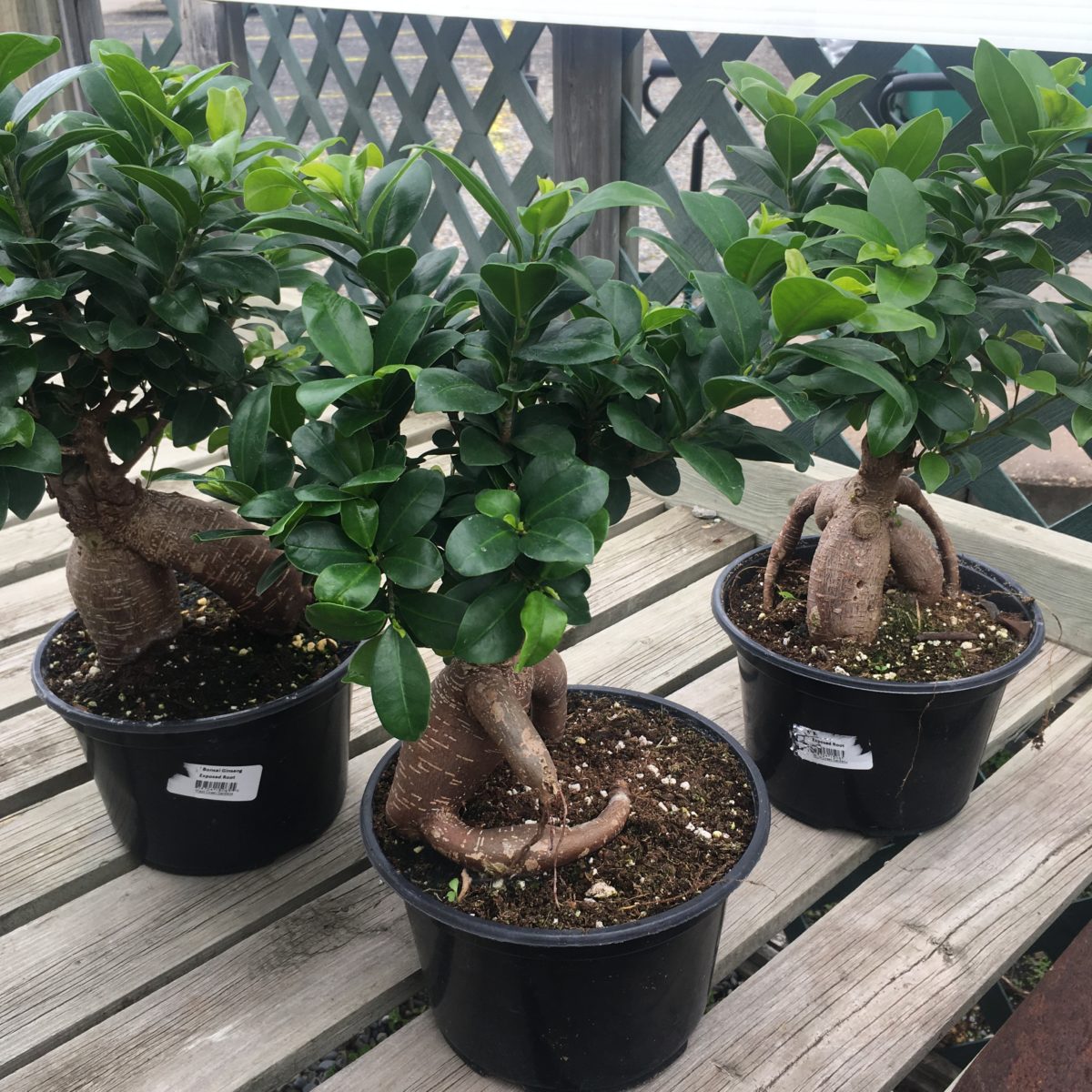 Bonsai Trees 6 Pot Tropicals Houseplants Cochrane Garden Center