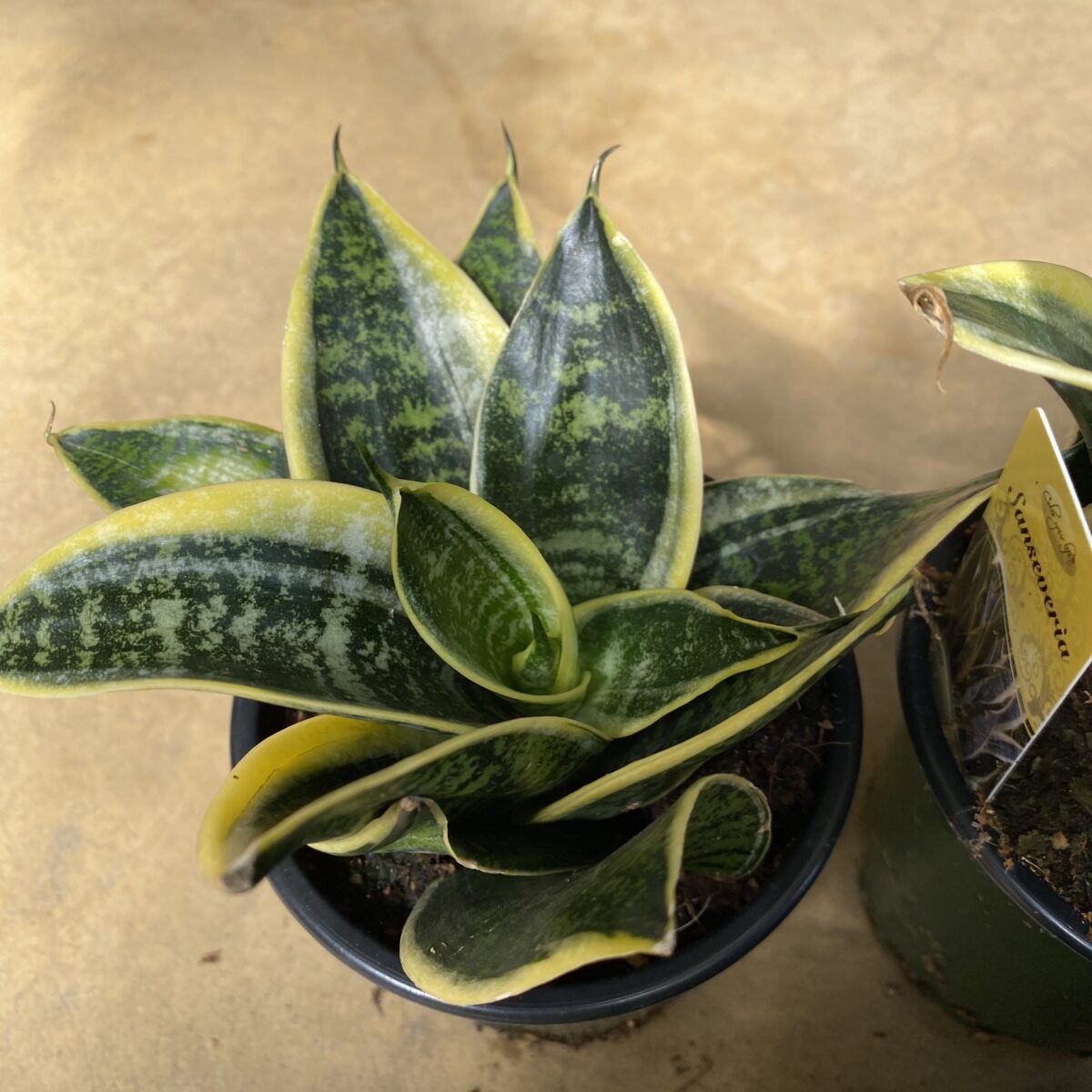 Birds Nest Sansevieria (Sansevieria Trifasciata 'Hahnii