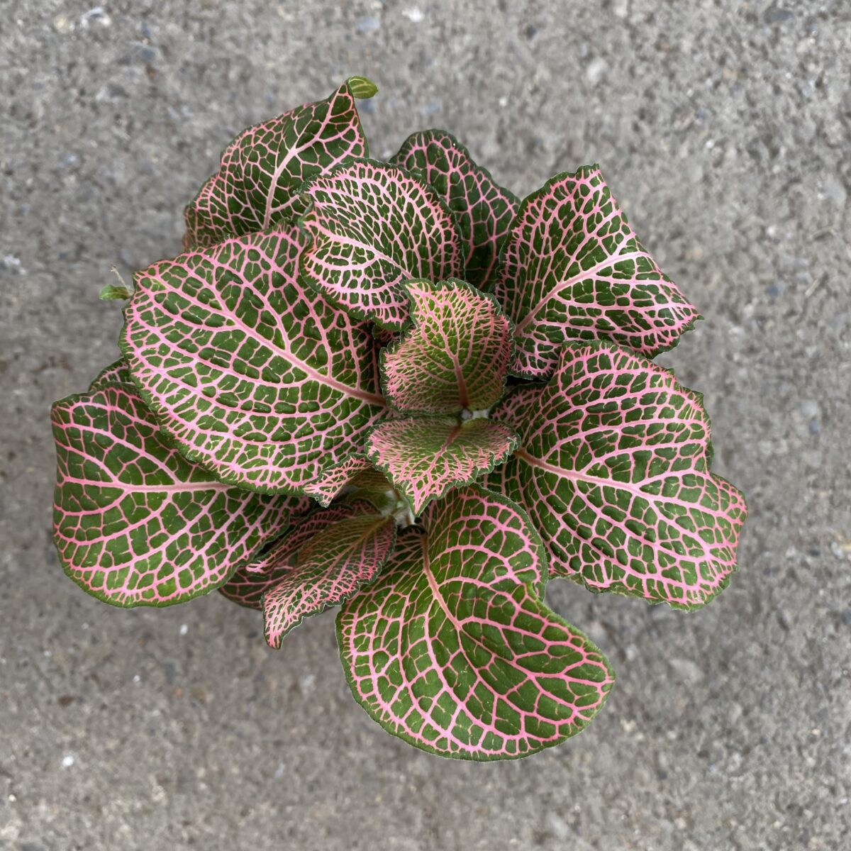 Pink Nerve Plant (Fittonia 'Janita Red') Tropicals