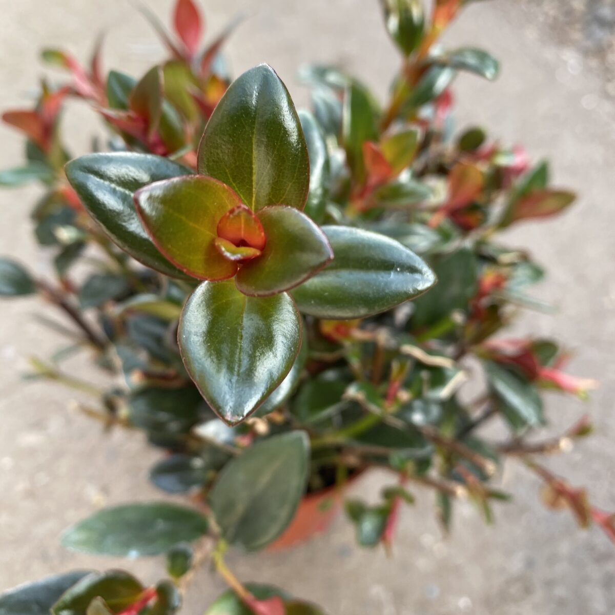 Nematanthus gregarius Goldfish Plant /'Shady Ladies Mae/' \u00a0
