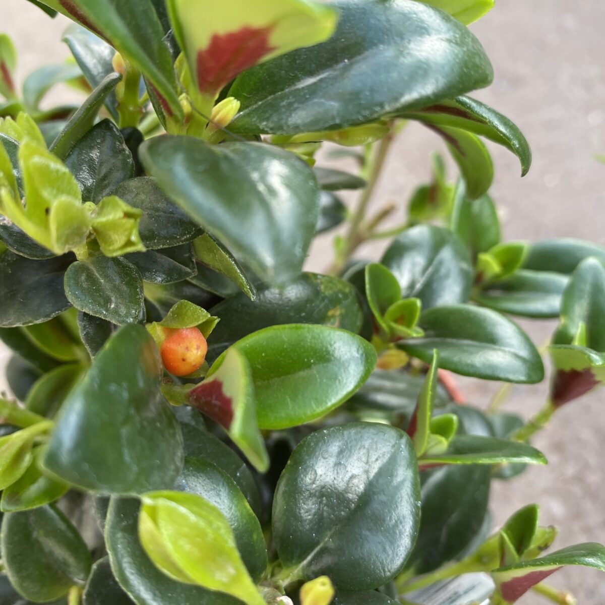 Nematanthus gregarius Goldfish Plant /'Shady Ladies Mae/' \u00a0